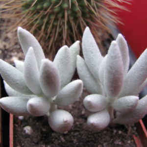 Senecio haworthioides