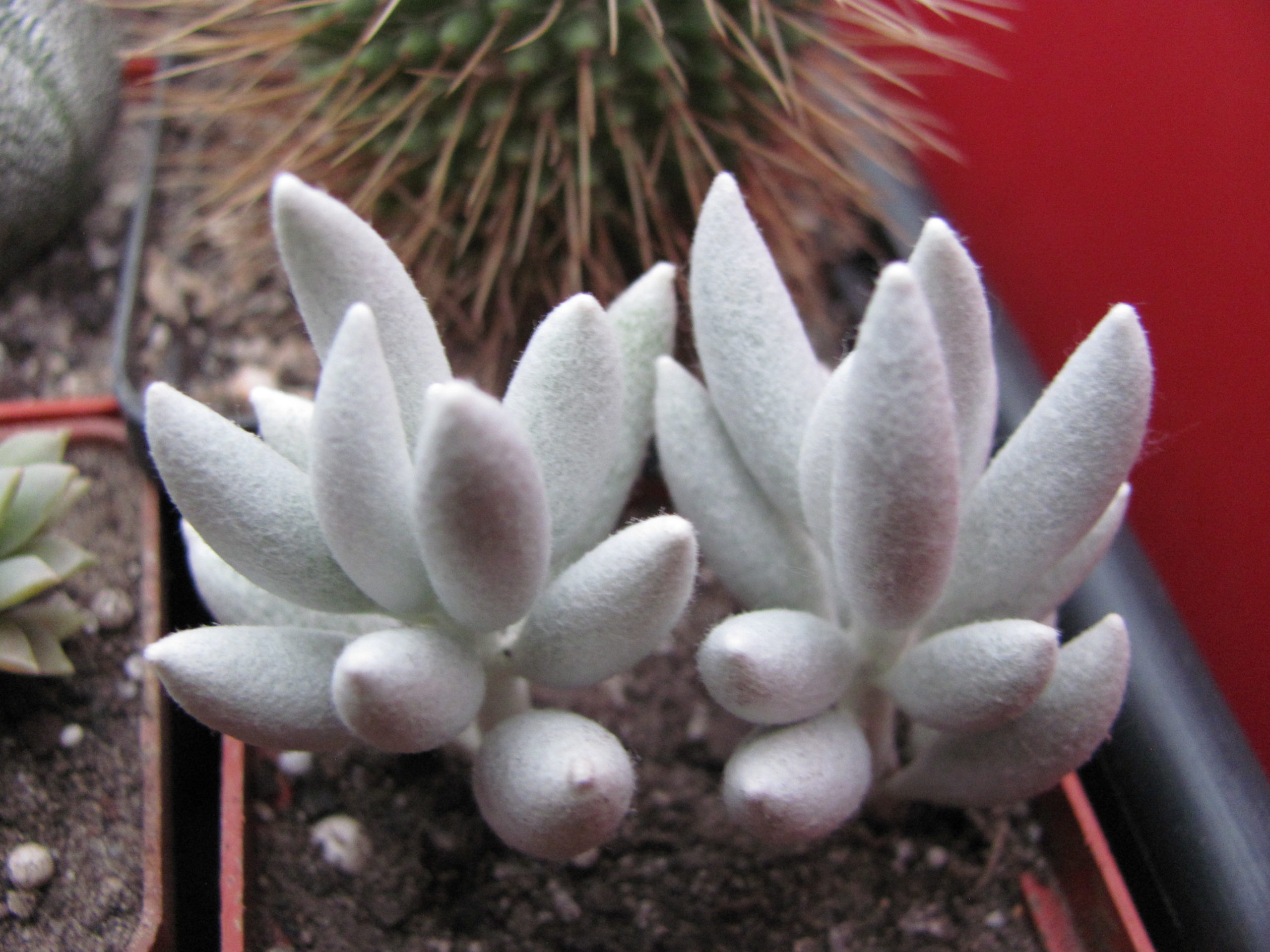Senecio haworthioides