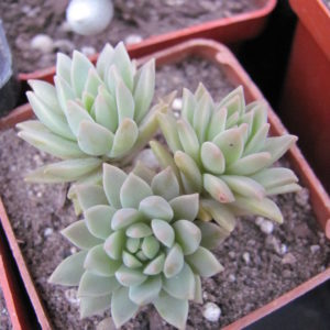 Sedum multiceps