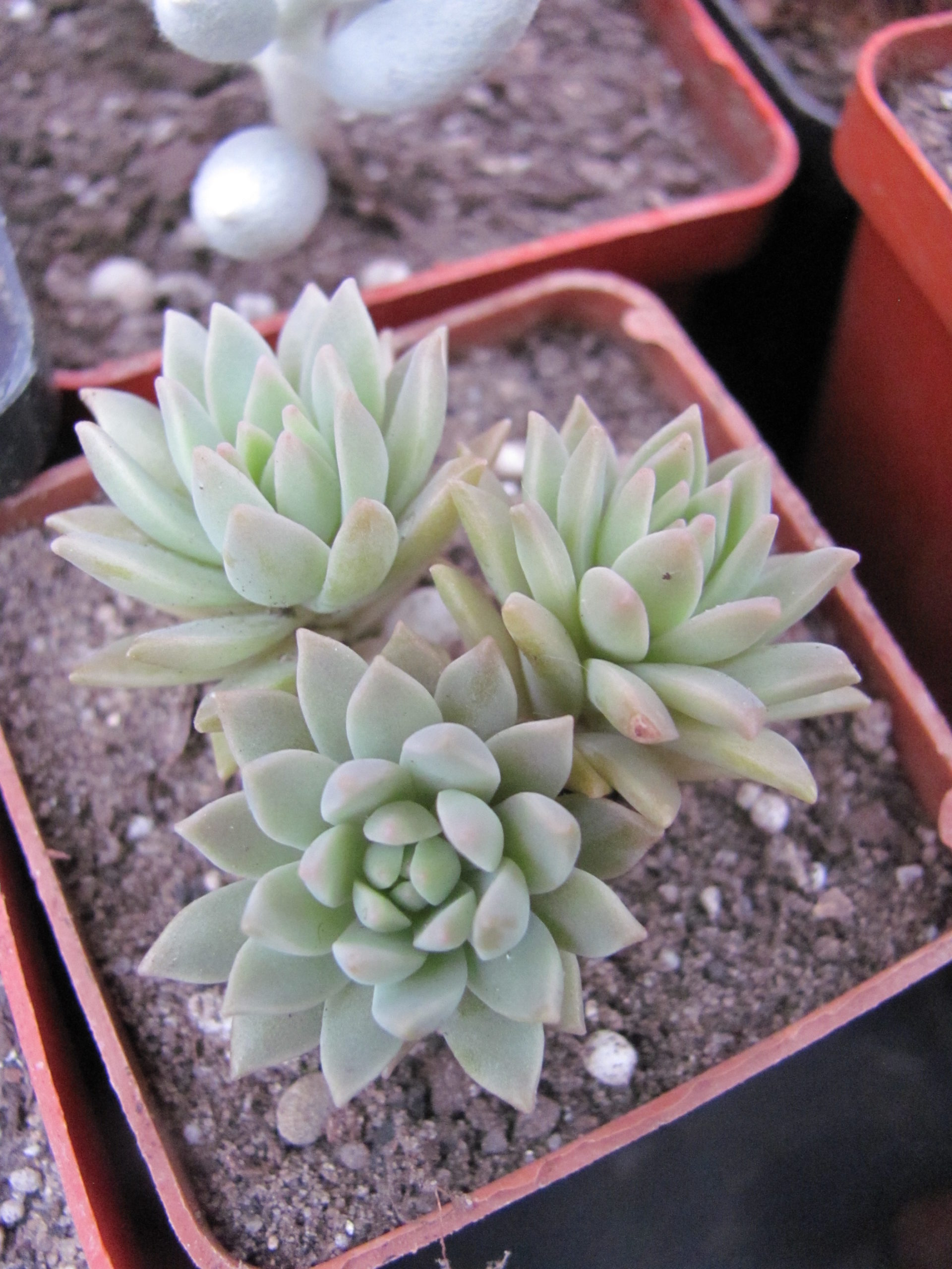 Sedum multiceps