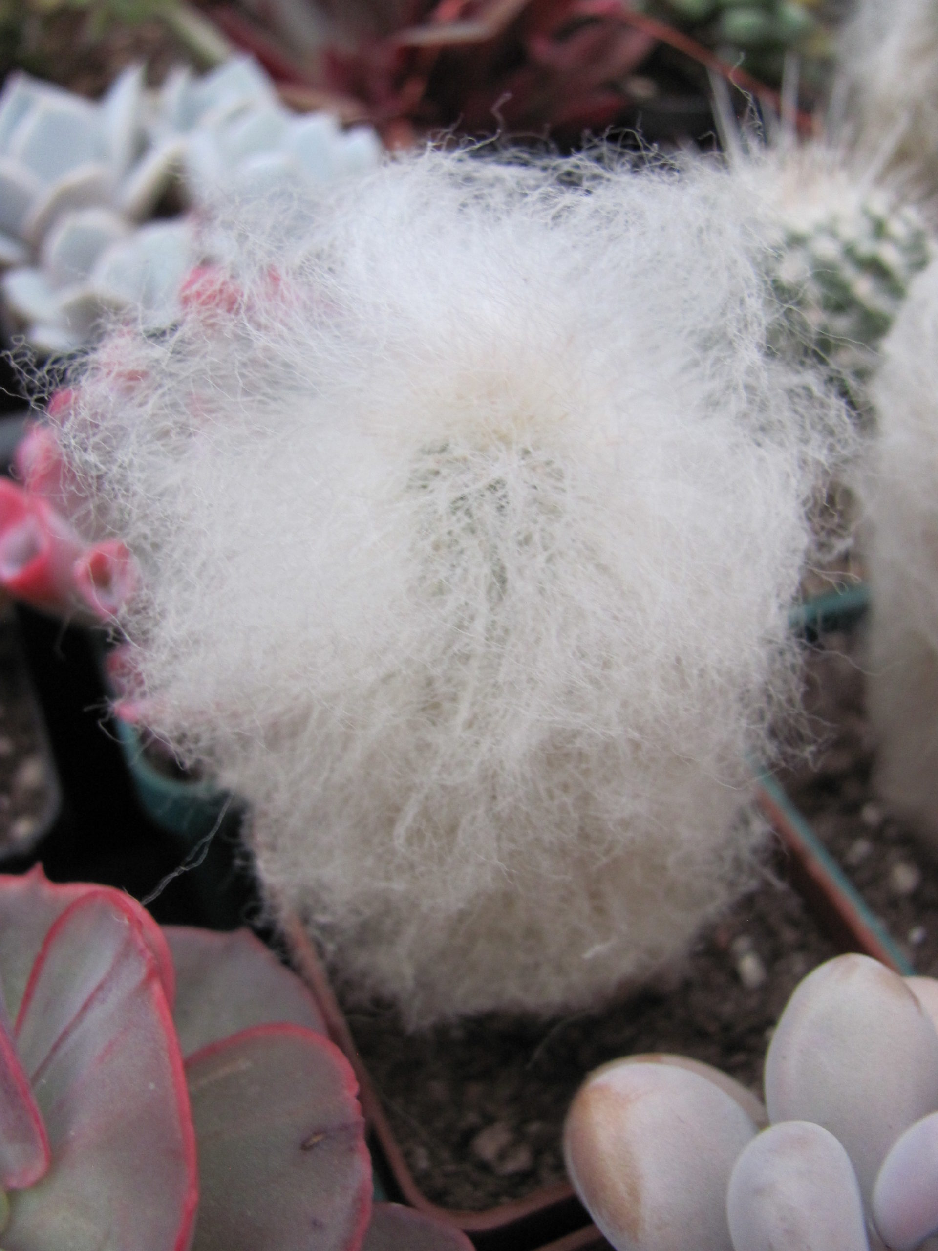 Espostoa melanostele