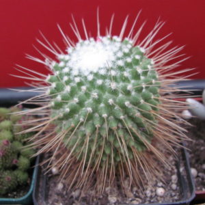 Mammillaria  un Pico