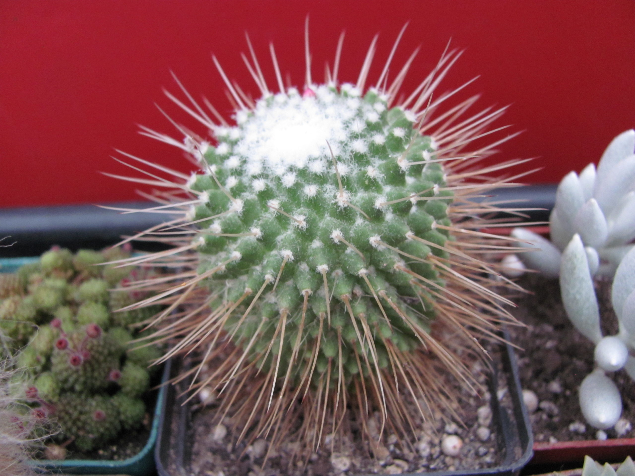 Mammillaria  un Pico