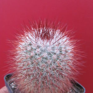 Mammillaria   spinosissima