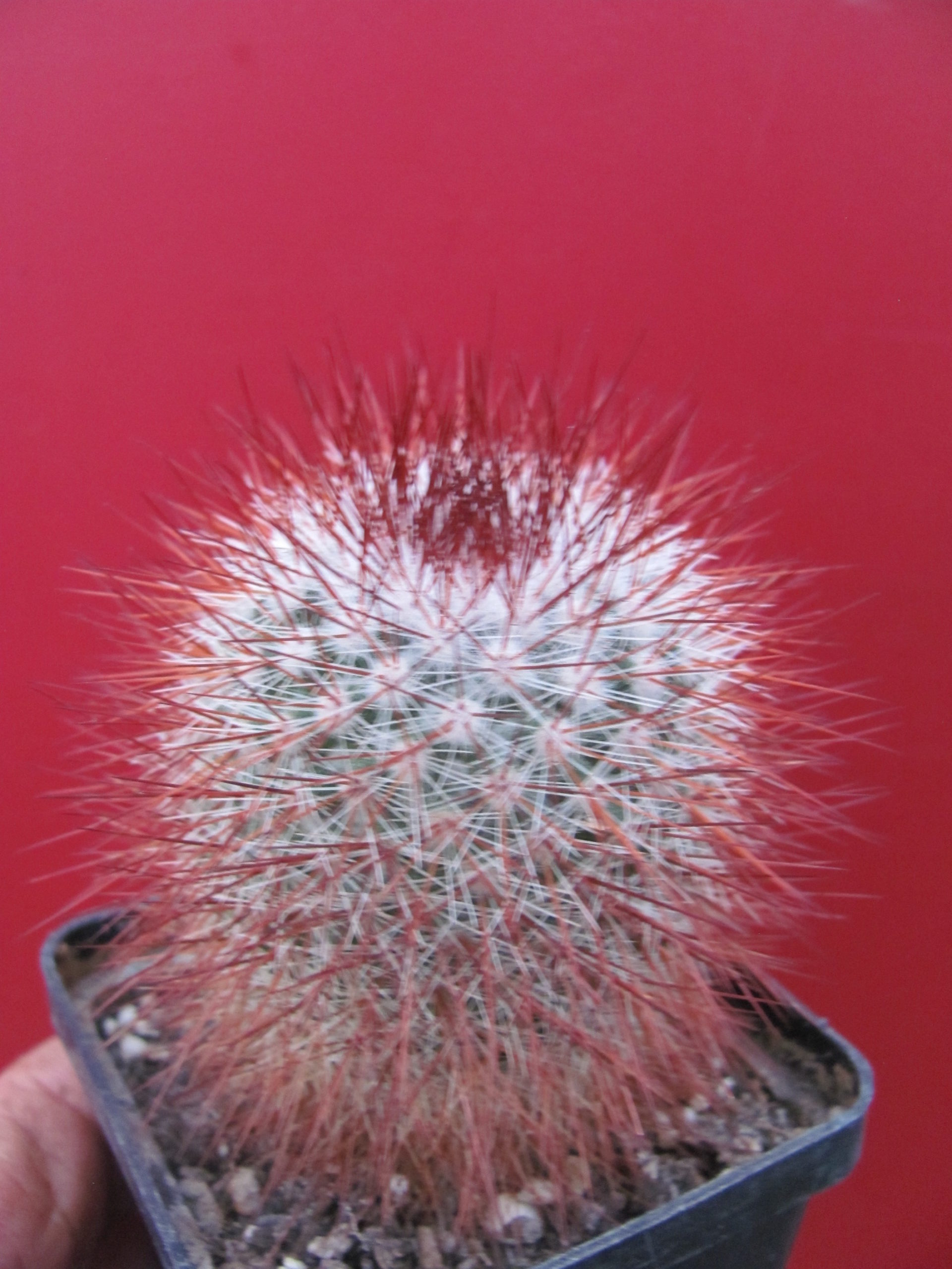 Mammillaria   spinosissima