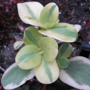 Crassula multicava variegata