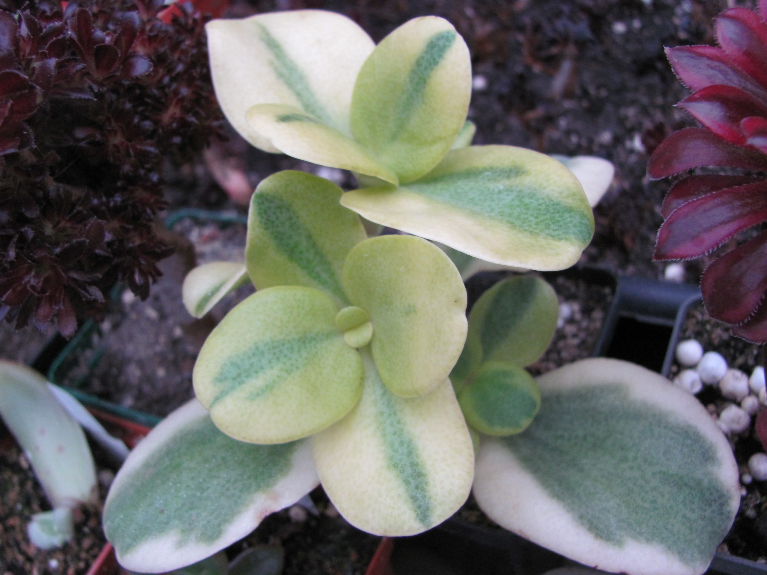 Crassula multicava variegata