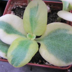 Crassula multicava