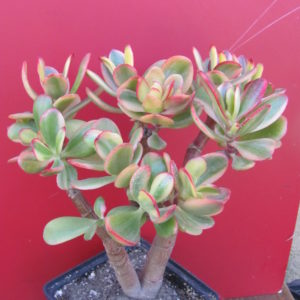 Crassula Hummels Sunset variegata