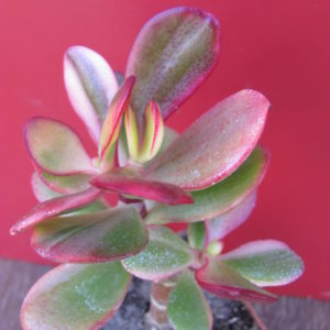 Crassula Hummels Sunset variegata
