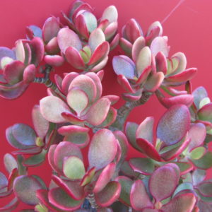 Crassula Hummels Sunset  variegata *forma1*