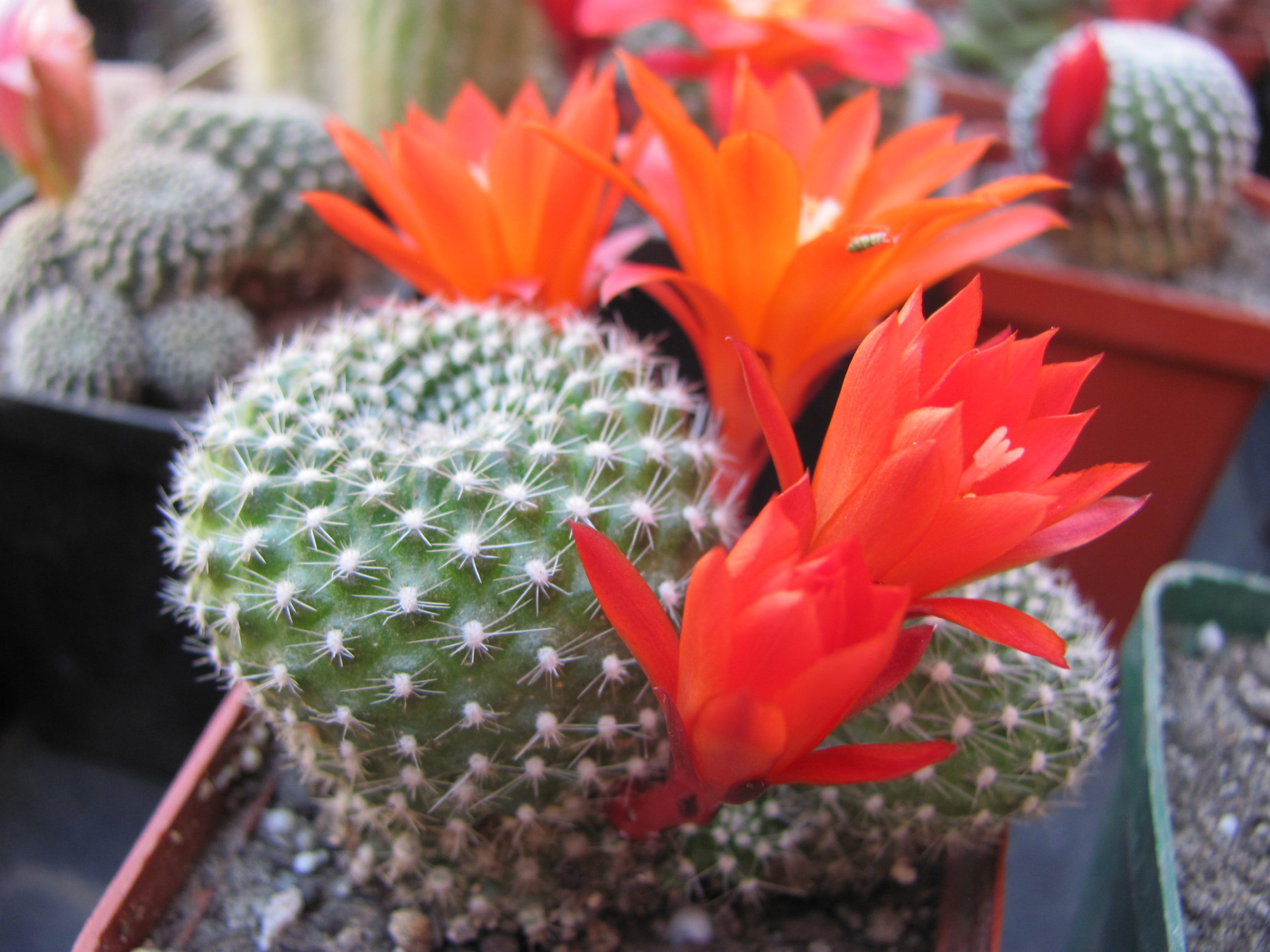 Rebutia krainziana
