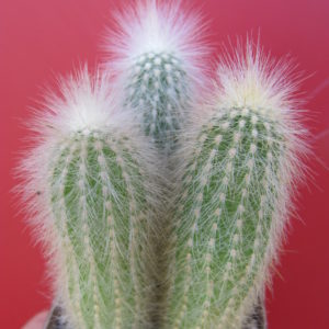Cleistocactus strausii