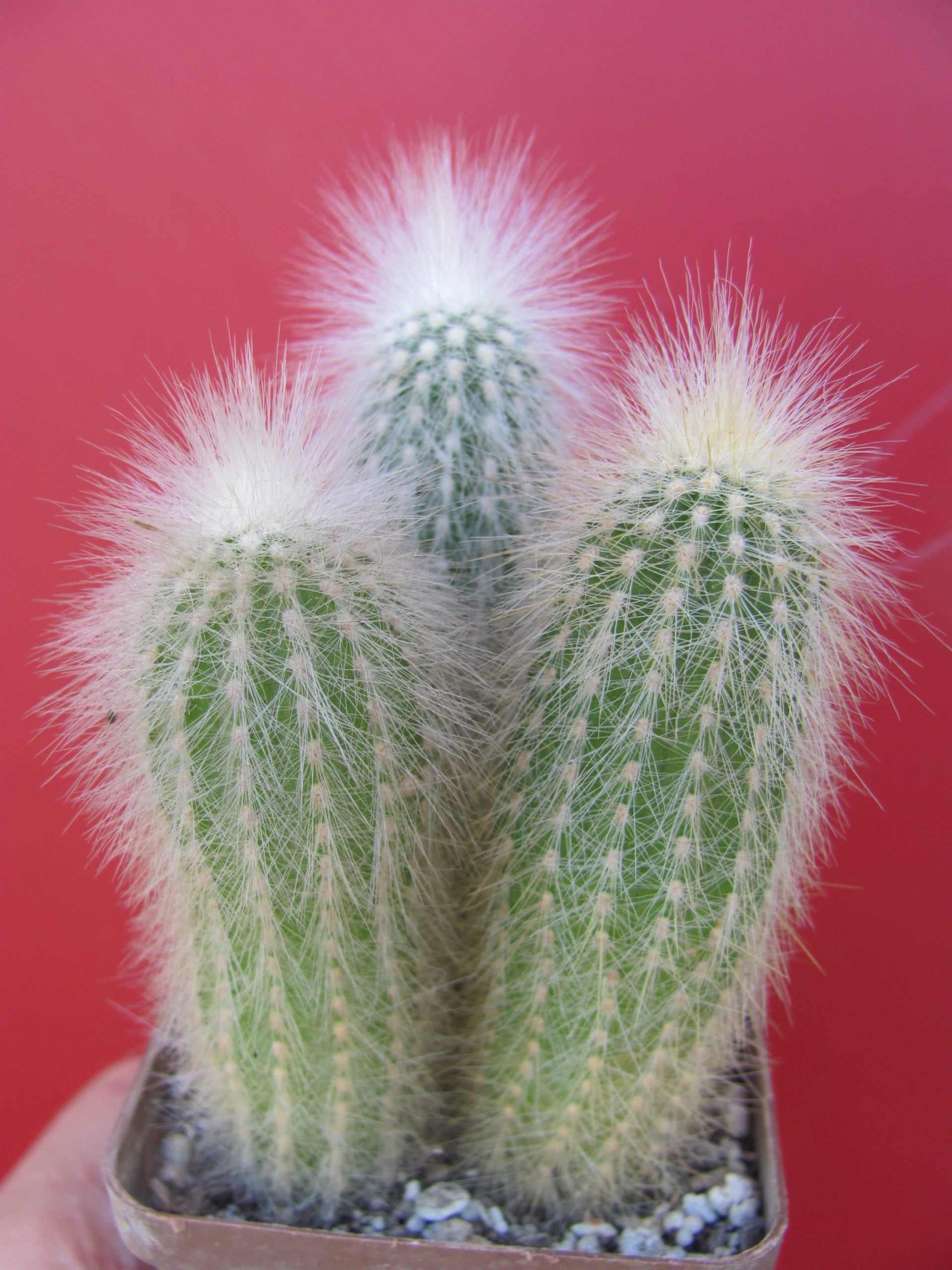 Cleistocactus strausii