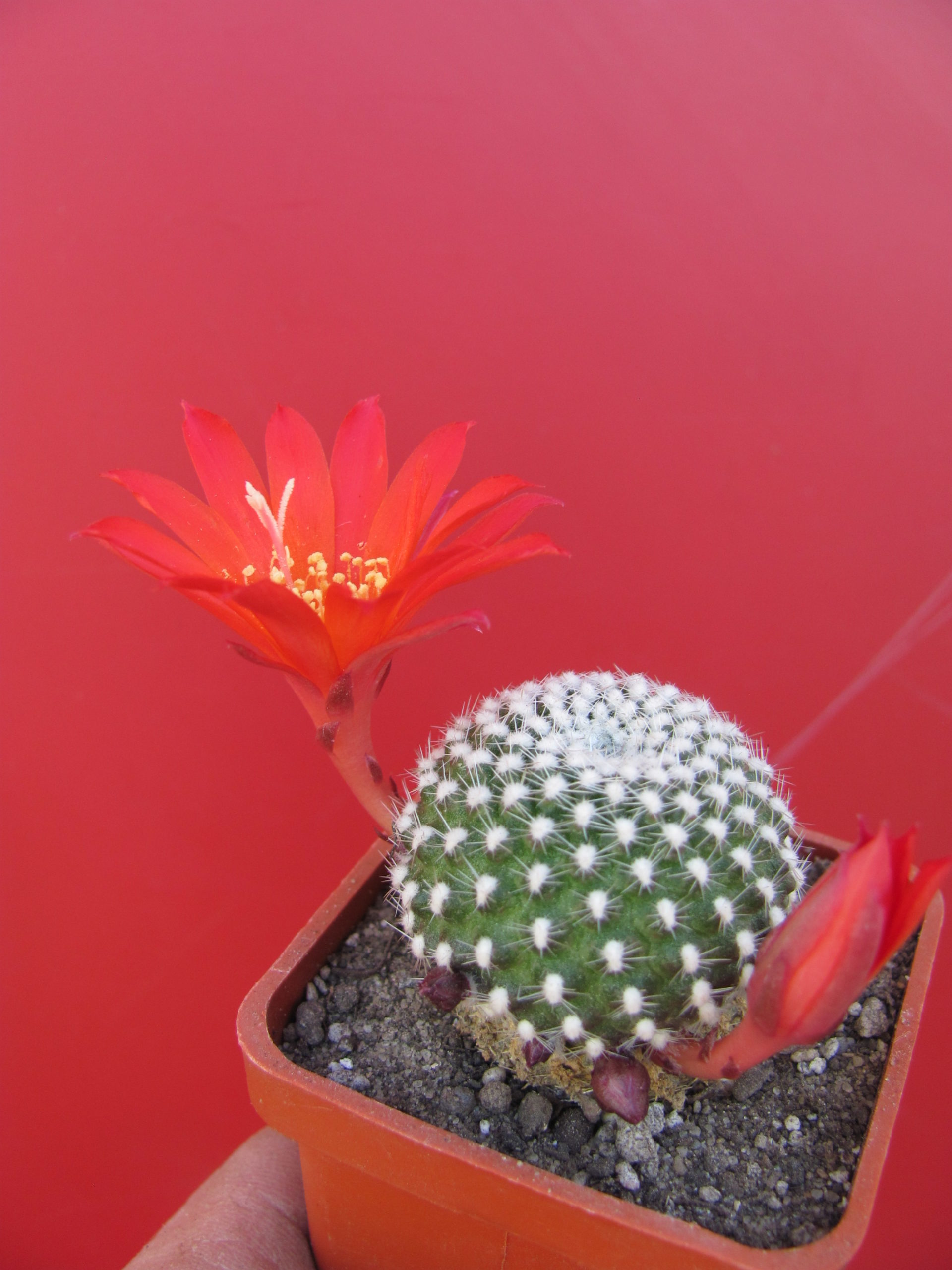 Rebutia krainziana