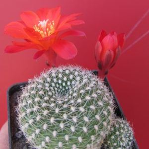 Rebutia krainziana