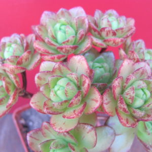 Aeonium sedifolium hybr.