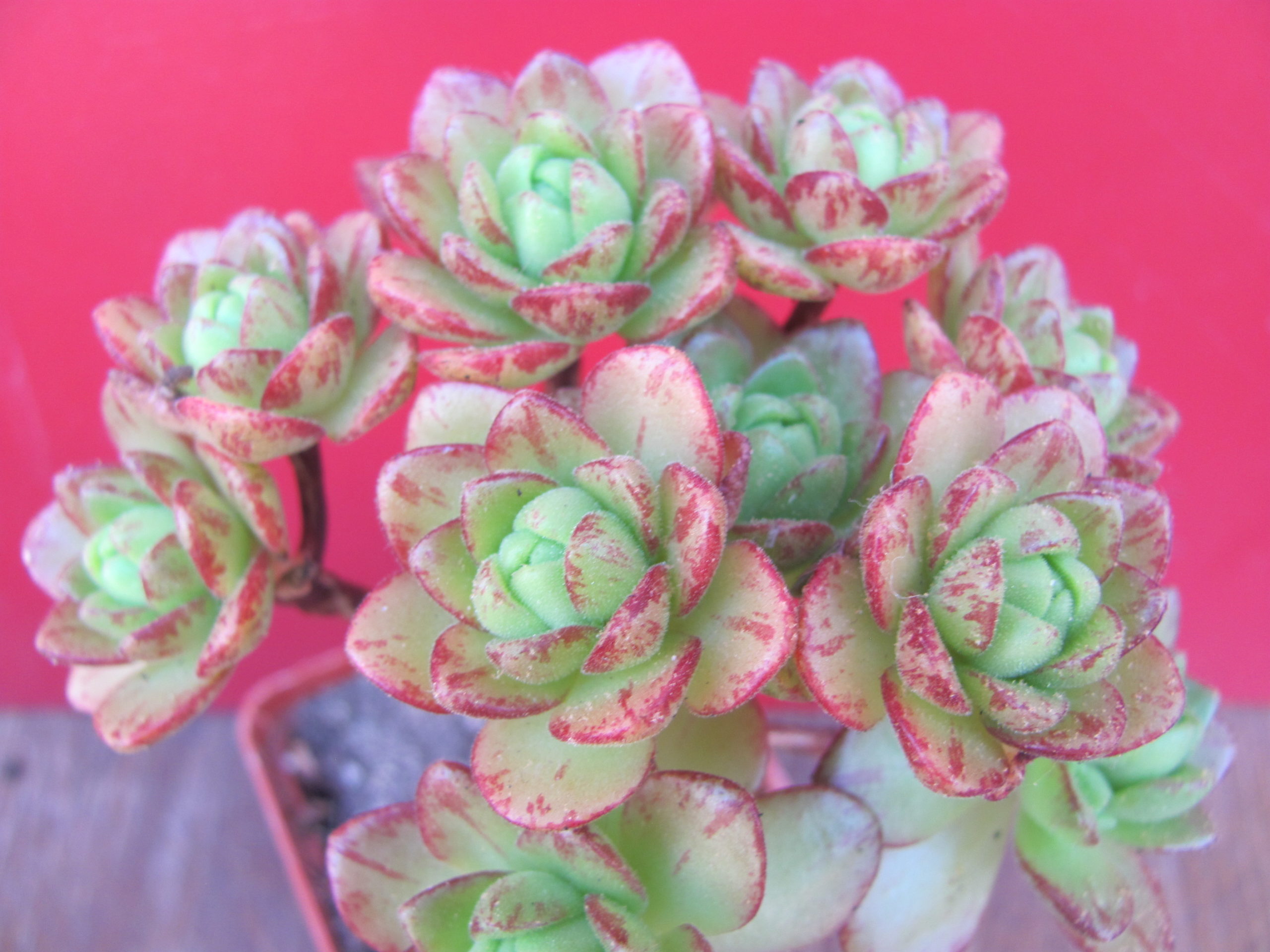 Aeonium sedifolium hybr.