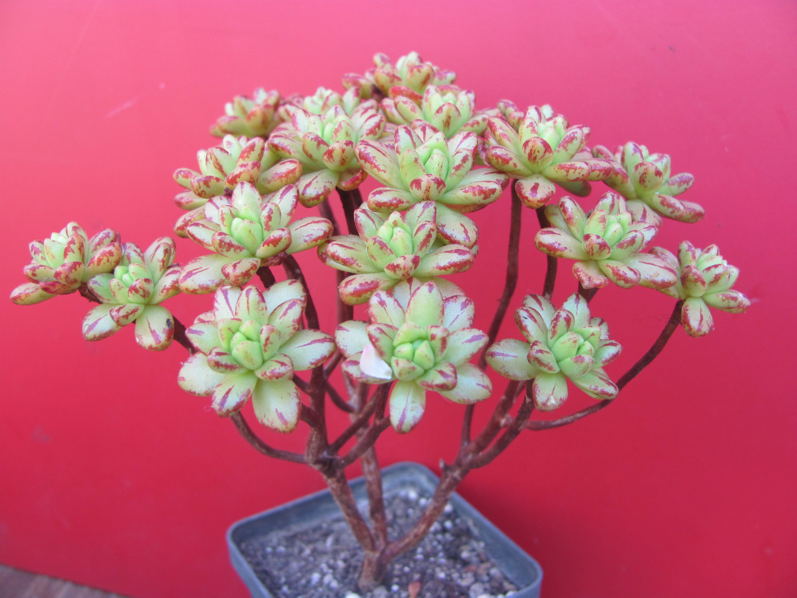 Aeonium sedifolium
