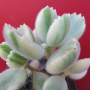 Cotyledon tomentosa variegata