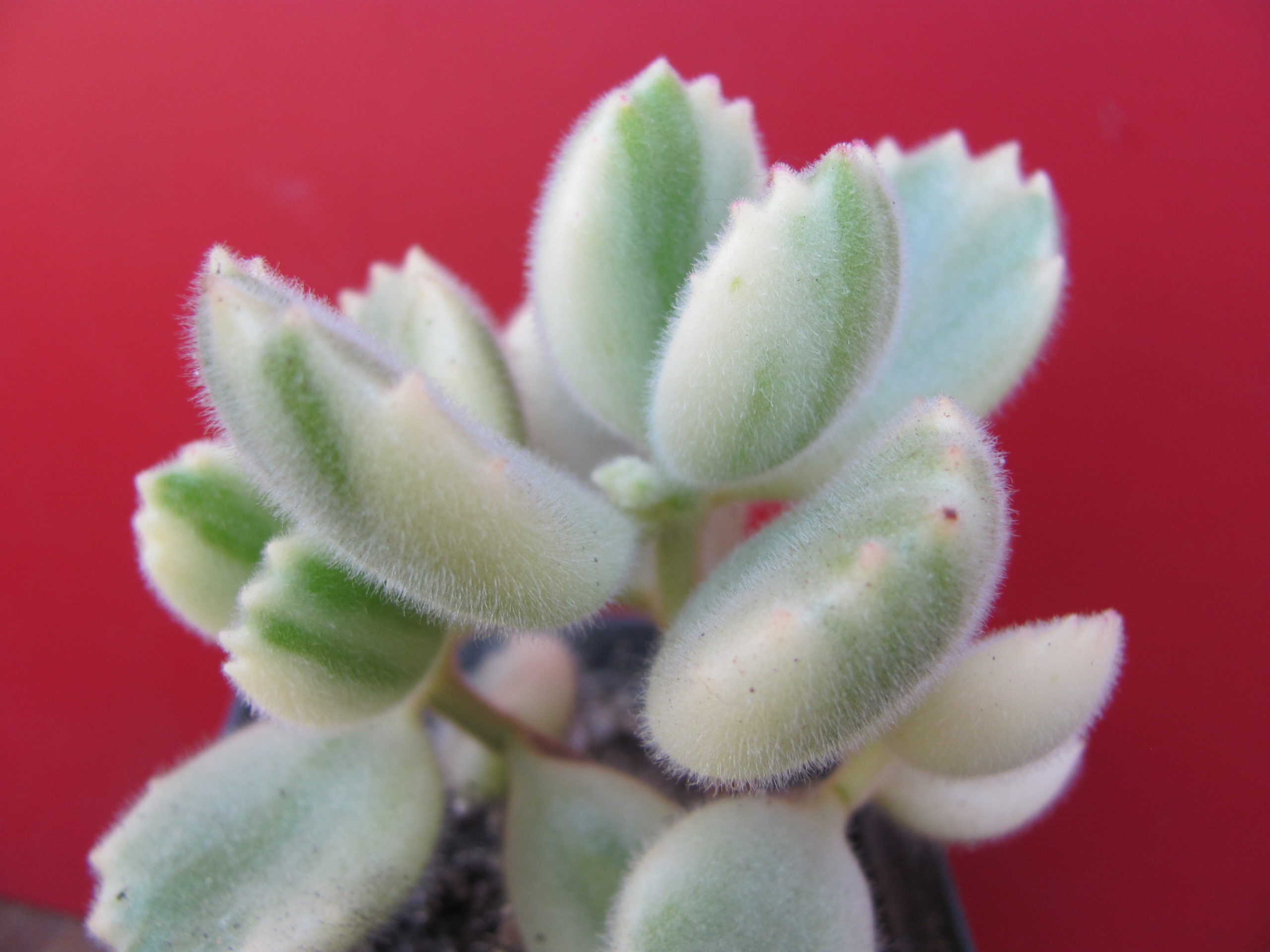 Cotyledon tomentosa variegata
