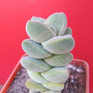 Crassula moonglow