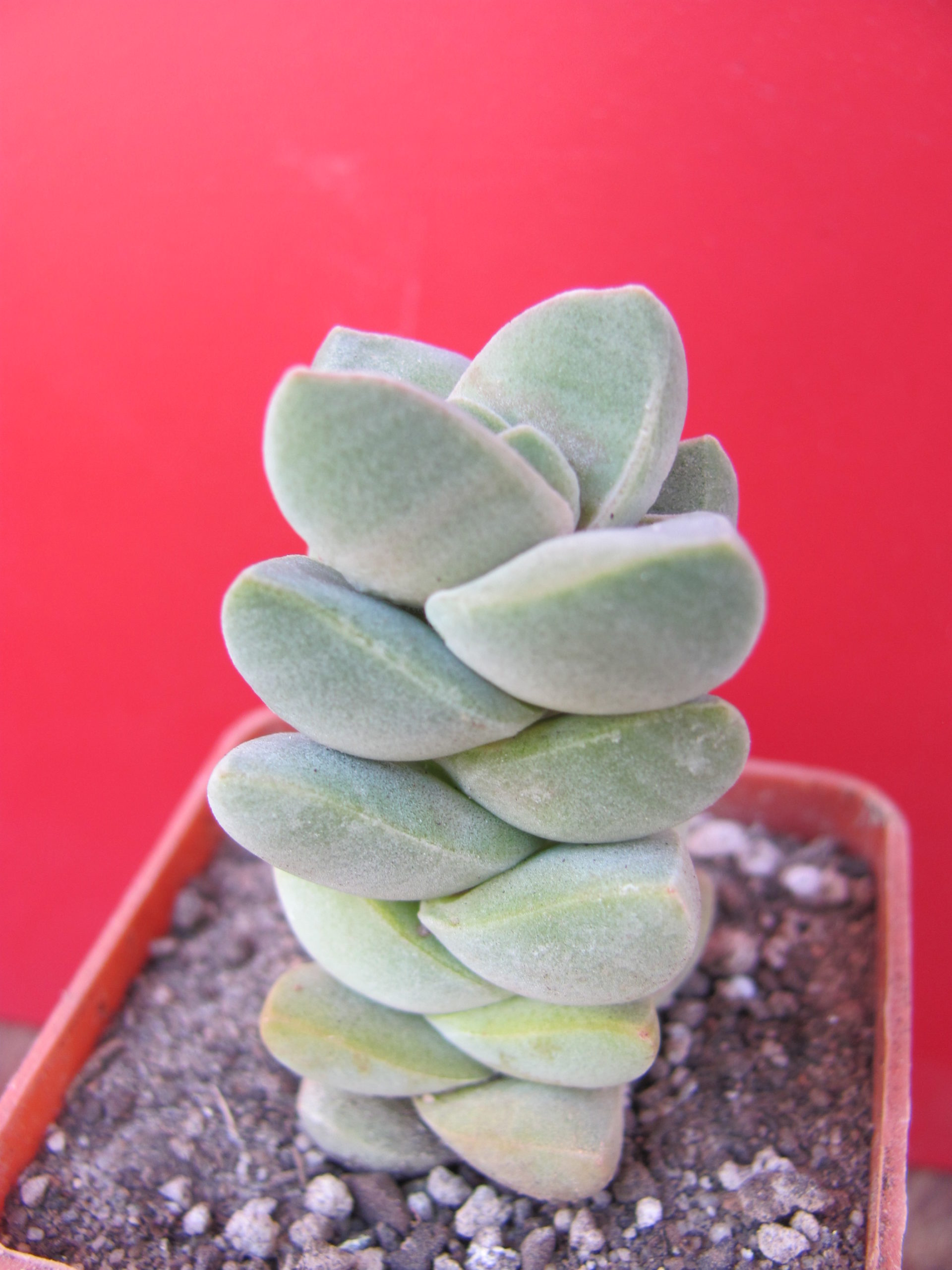 Crassula moonglow