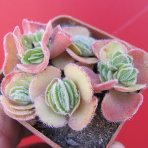 Crassula tomentosa