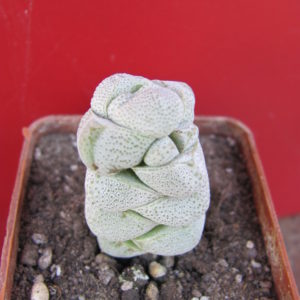 Crassula deceptor