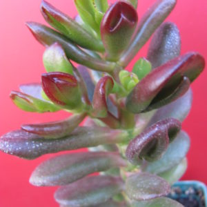 Crassula ovata  *HOBBIT*