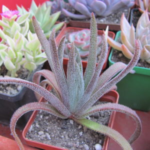 Crassula hirta