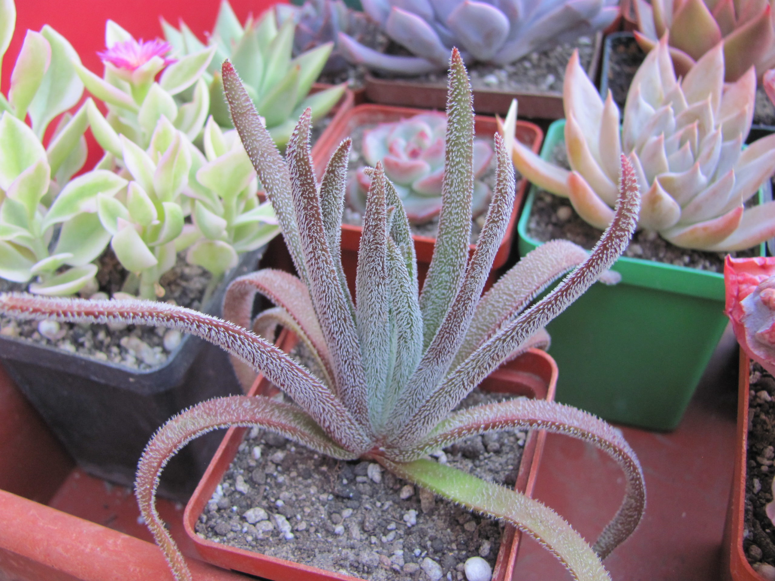 Crassula hirta