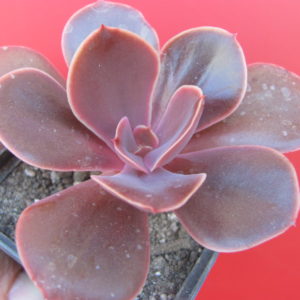 Echeveria  Bimbo