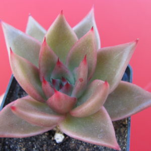 Echeveria Bronze Beauty