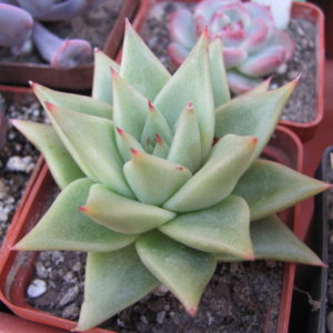 Echeveria agavoides Aguamarin