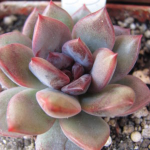 Echeveria  hybr.  53         Italy