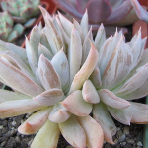 Echeveria craigiana Chihuahua