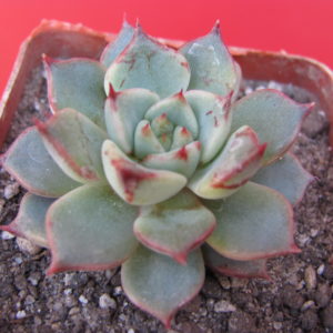 Echeveria hybr. #5A     ( hybrid Lipskiy )