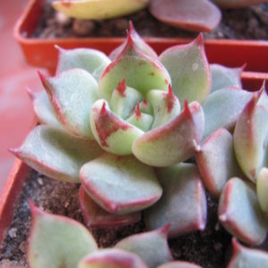 Echeveria  hybr. #5A