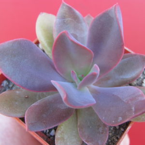 Echeveria hanaicada