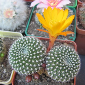 Rebutia krainziana aureiflora
