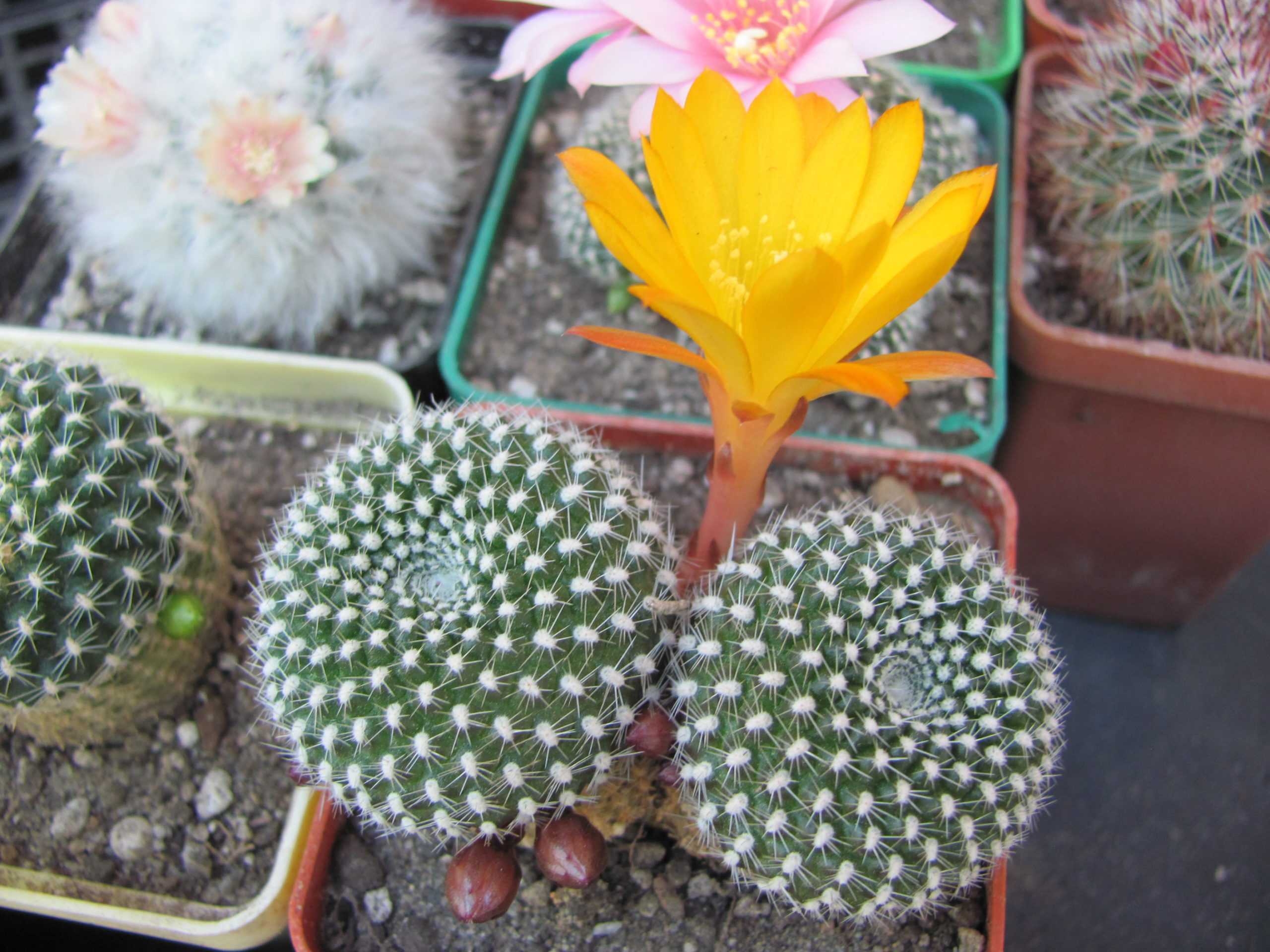 Rebutia krainziana aureiflora