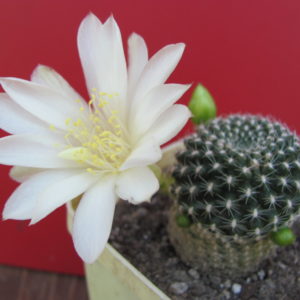 Rebutia krainziana albiflora