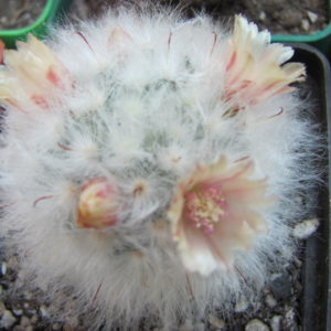 Mammillaria multilanata