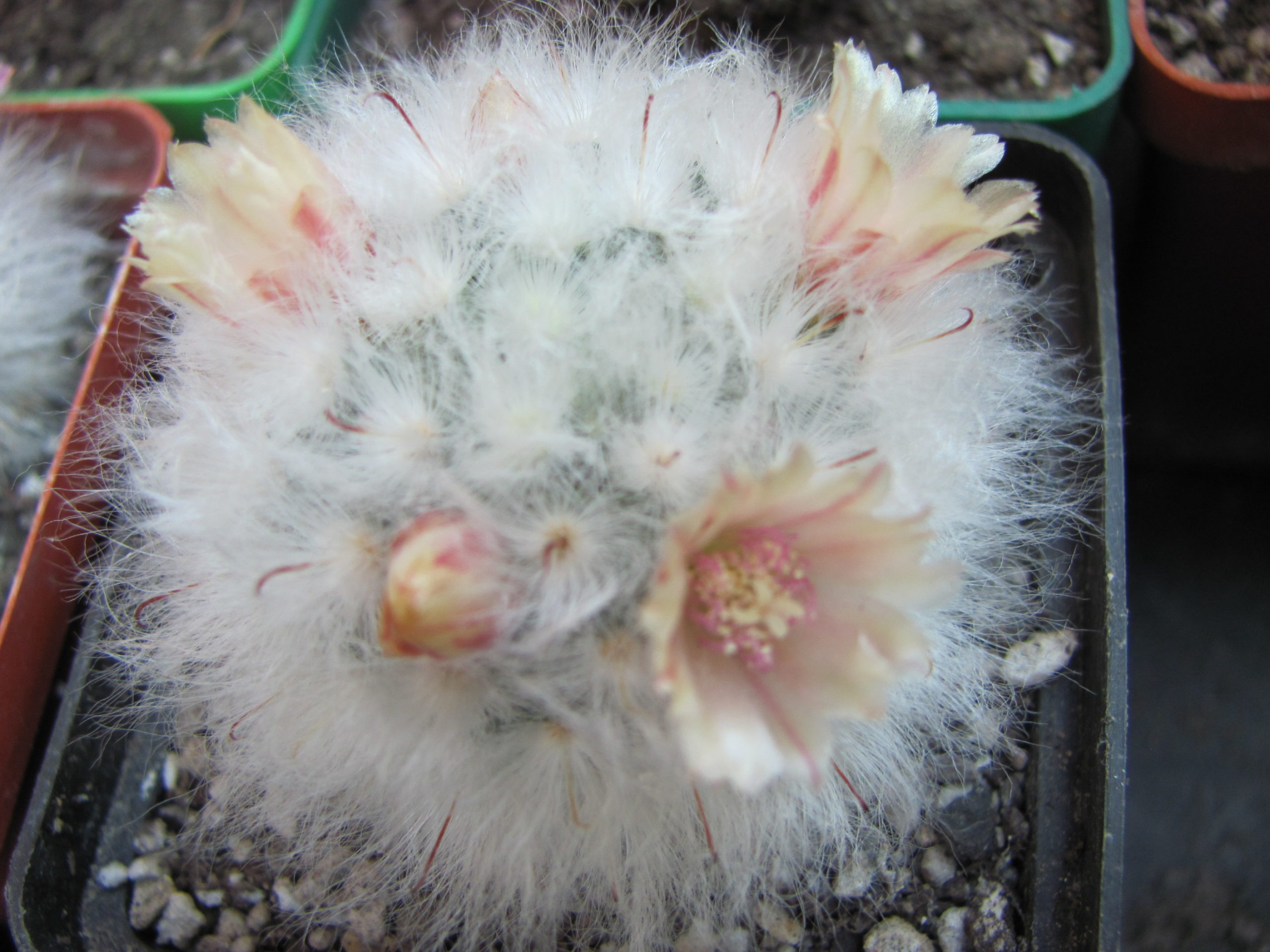 Mammillaria multilanata