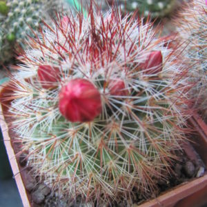 Mammillaria