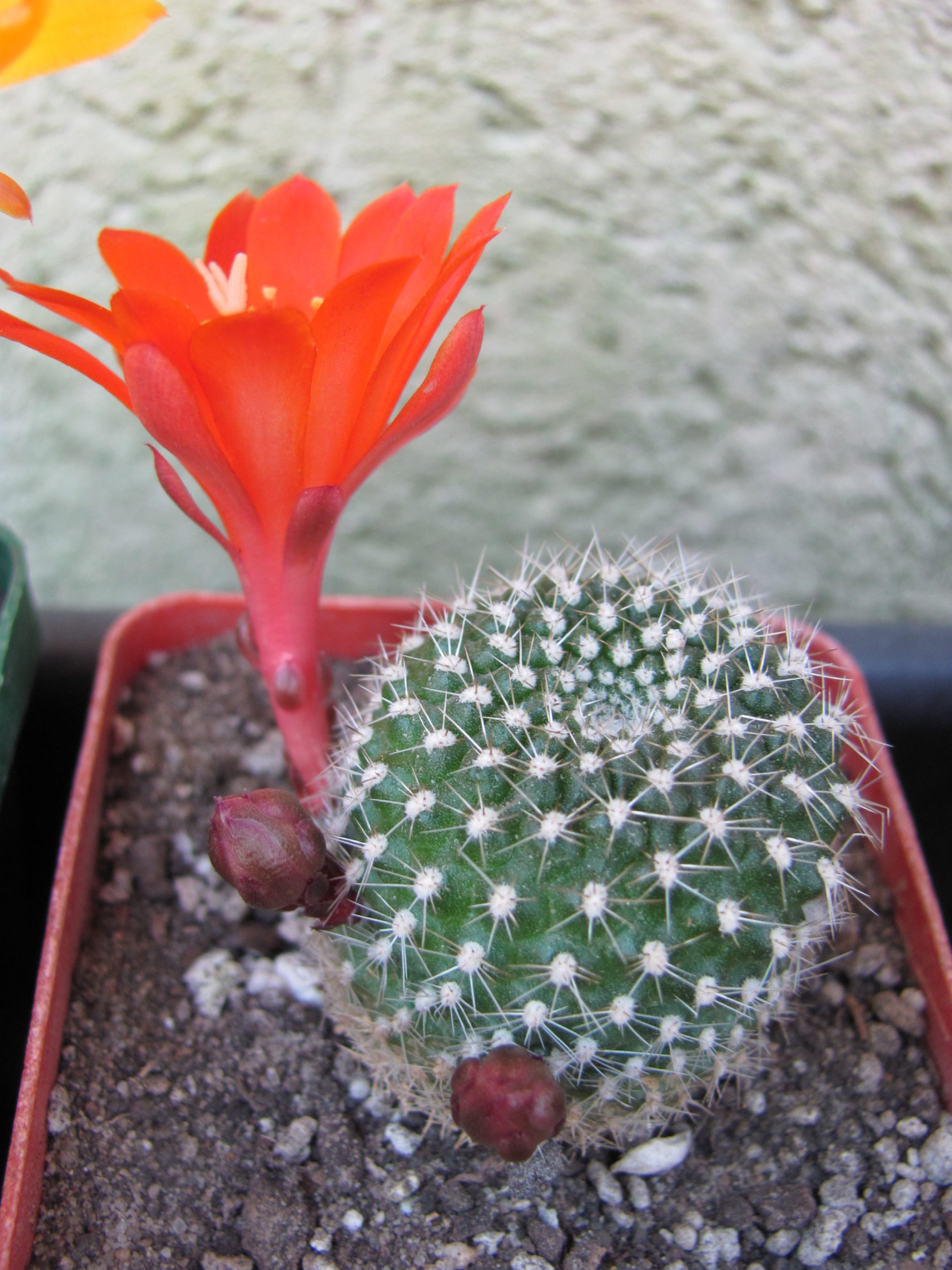 Rebutia krainziana