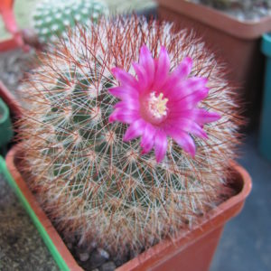 Mammillaria