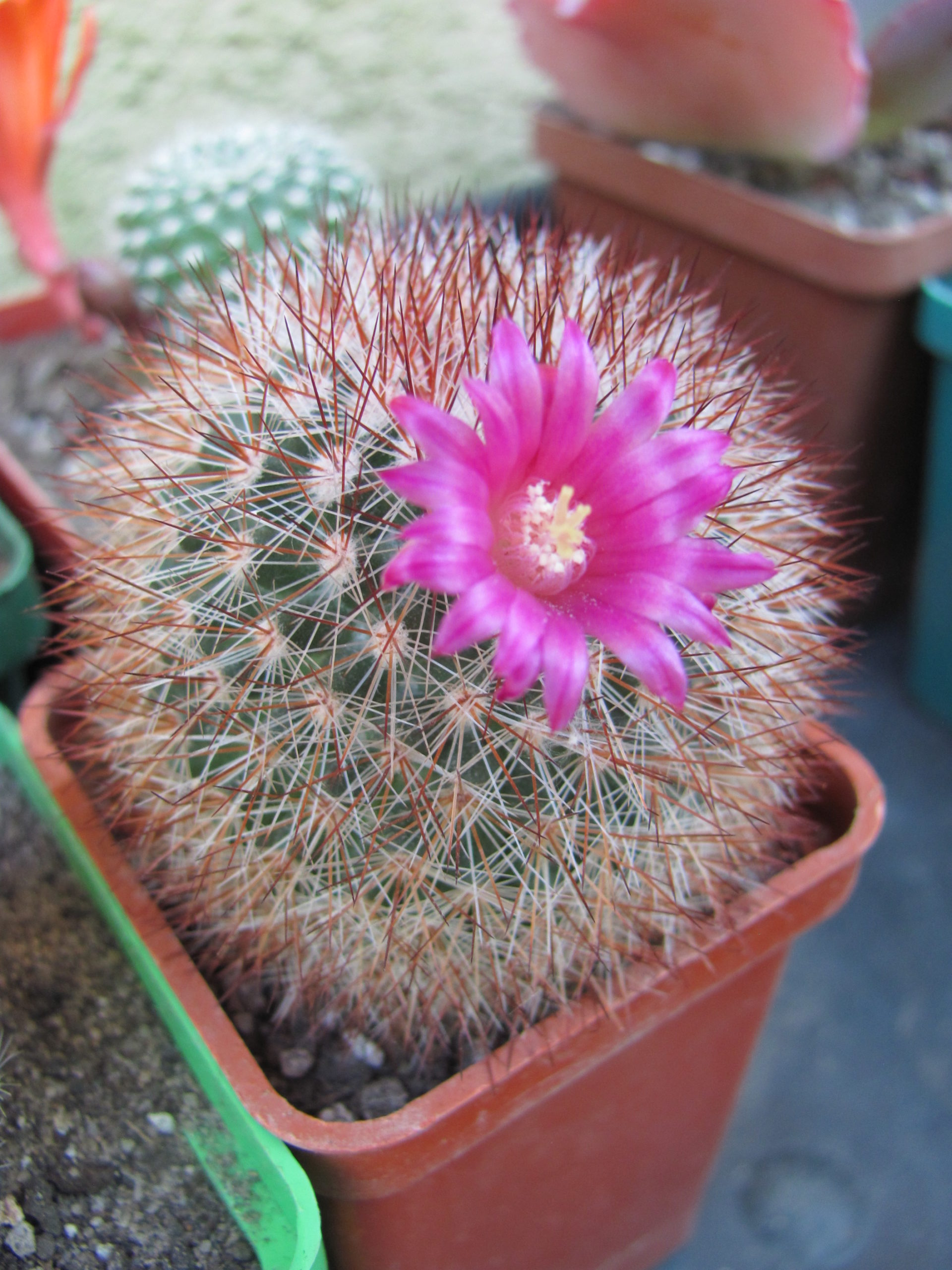 Mammillaria