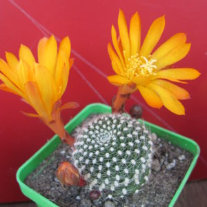 Rebutia  krainziana aureiflora